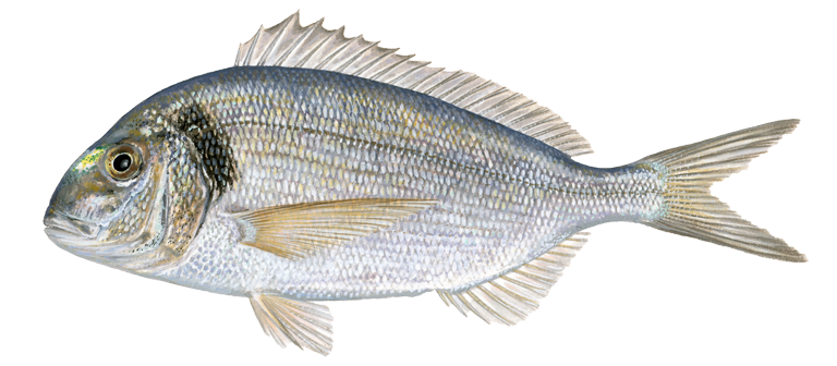 DORADA
