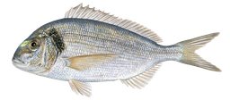 DORADA